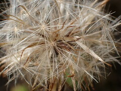 Cichorieae