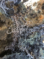 Thamnolia vermicularis