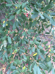 Frangula californica ursina