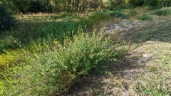 Melilotus altissimus