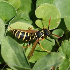Polistes dominula