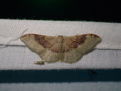 Idaea degeneraria