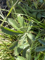 Potentilla hippiana