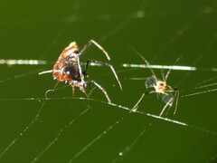 Argyrodes