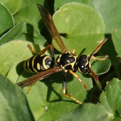 Polistes dominula