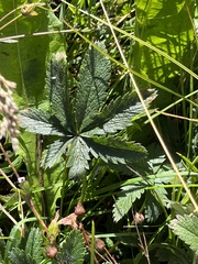 Potentilla hippiana