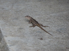 Sceloporus consobrinus