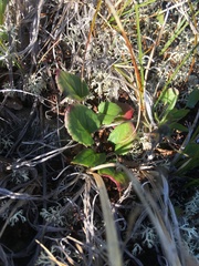 Packera pauciflora