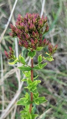 Hypericum tetrapterum