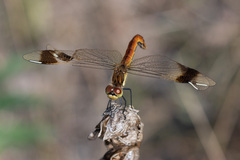 Sympetrum pedemontanum