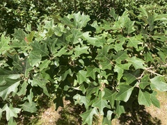 Quercus ilicifolia