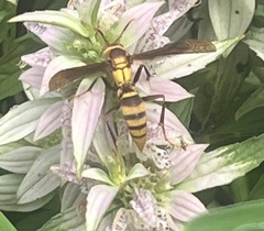 Polistes major major