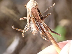Cichorieae