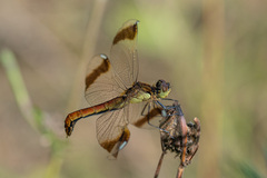 Sympetrum pedemontanum