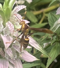 Polistes major major