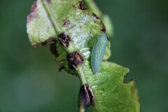 Gyponini