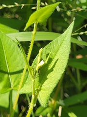 Persicaria arifolia
