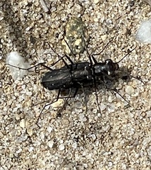 Cicindela punctulata