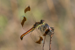 Sympetrum pedemontanum