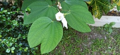 Bauhinia acuminata