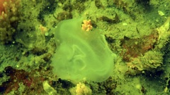 Ciona intestinalis