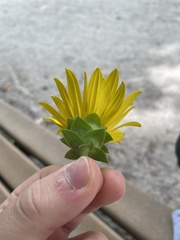 Silphium