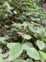 Stachys chamissonis