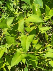 Persicaria arifolia