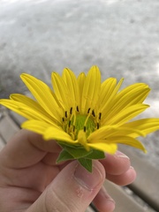 Silphium