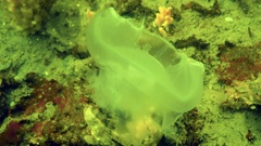 Ciona intestinalis