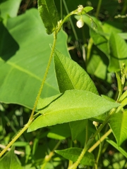 Persicaria arifolia