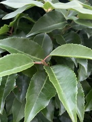 Prunus lusitanica