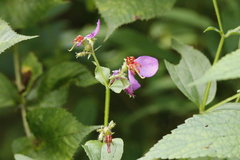 Rhexia virginica