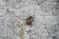 Leptinotarsa decemlineata