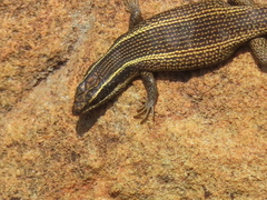 Trachylepis punctatissima