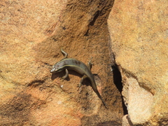 Trachylepis punctatissima