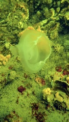 Ciona intestinalis