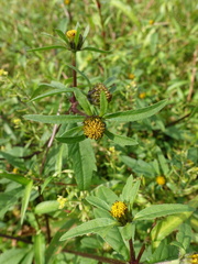 Bidens tripartita