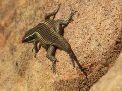 Trachylepis punctatissima