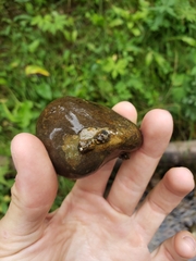 Glossosoma
