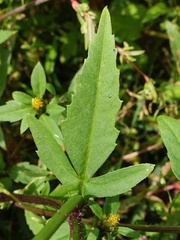 Bidens tripartita