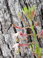 Gaura