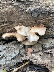 Crepidotus