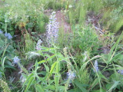 Veronica longifolia