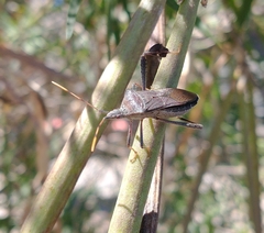 Leptoglossus oppositus