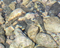 Bathygobius cocosensis