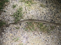 Sistrurus tergeminus