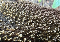 Physarum polycephalum