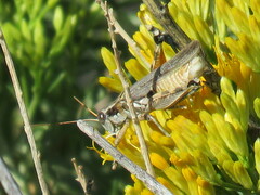 Melanoplus bowditchi