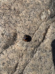 Labidomera clivicollis